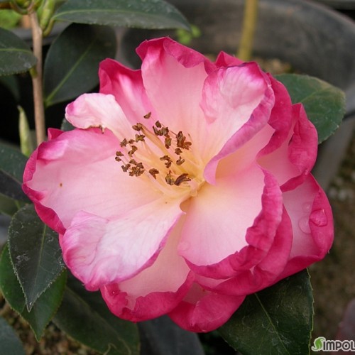 글렌스오비트동백