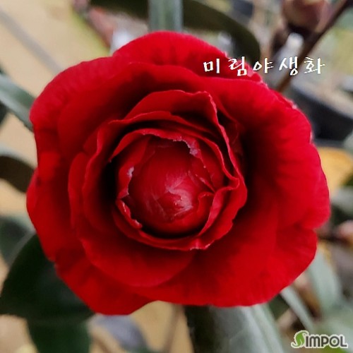 홍엽패랍동백,소품..**.아름다운 꽃