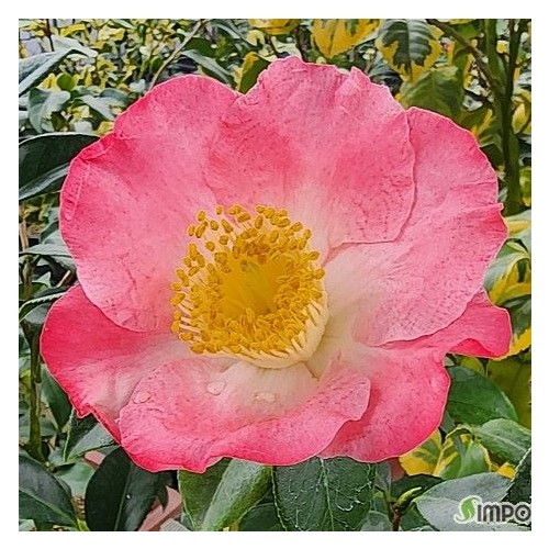 향기좋은,주묘동백,동일품,-1010