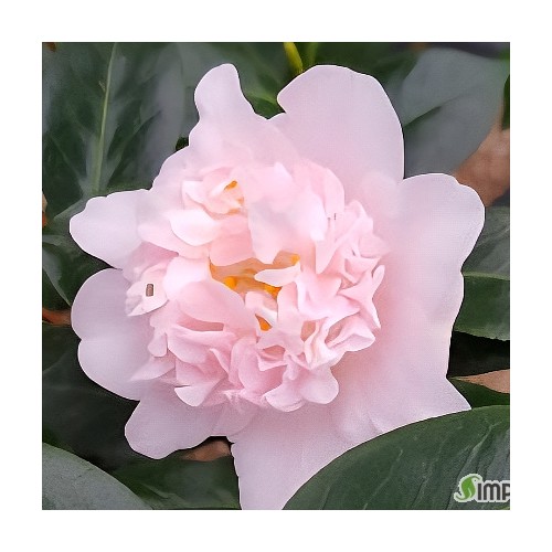 큐피돌동백-#05,동일품