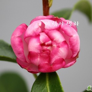 향기좋은.가을동백,메구미동백-002