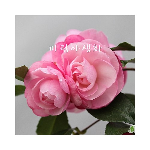 향기좋은.가을동백,메구미동백-001