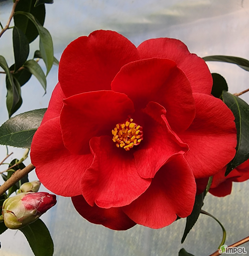 꽃대,로얄벨벳동백,**.랜덤