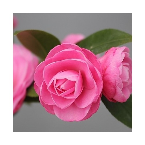 스위트제인동백.동일품-015