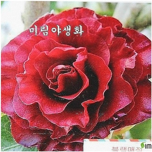 블랙매직동백,..랜덤