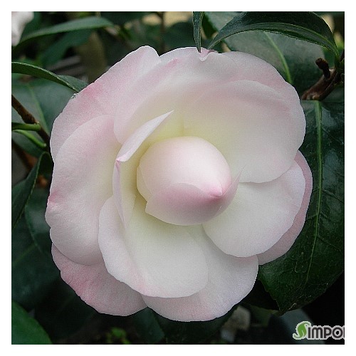 두난스드림동백,동일품-102