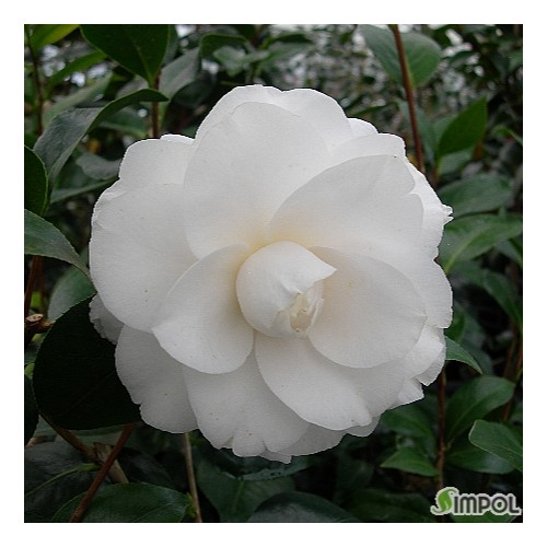 라그랜드슈프림동백-#018,래그랜드슈프림.Ragland Supreme.동일품