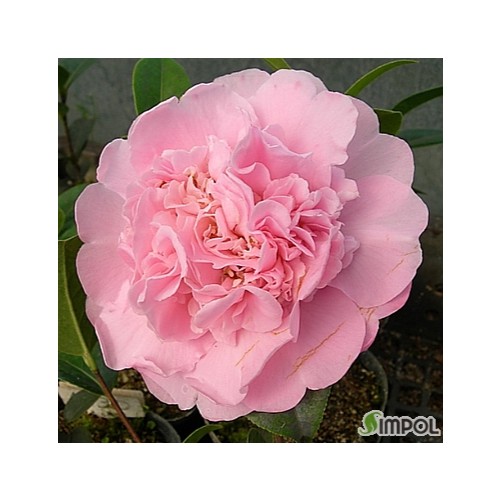 엘리제쥬리동백.**..