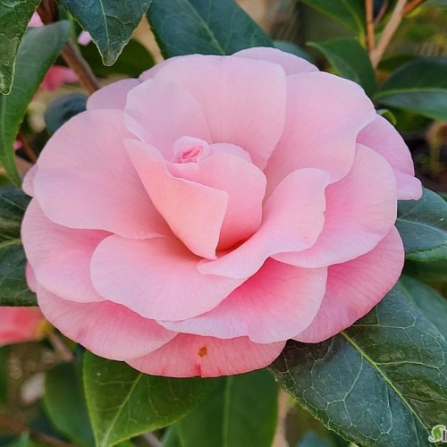 누치오스카메오동백,**..