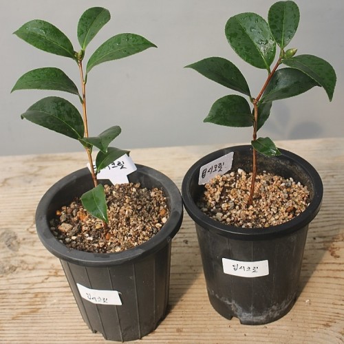 꽃대,딥시크릿동백,**.