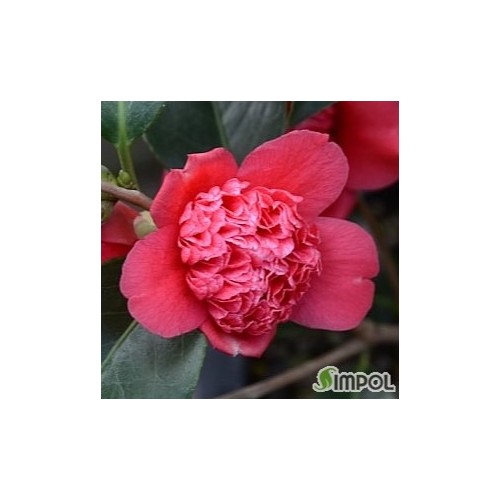 복반금동백,동일품-002