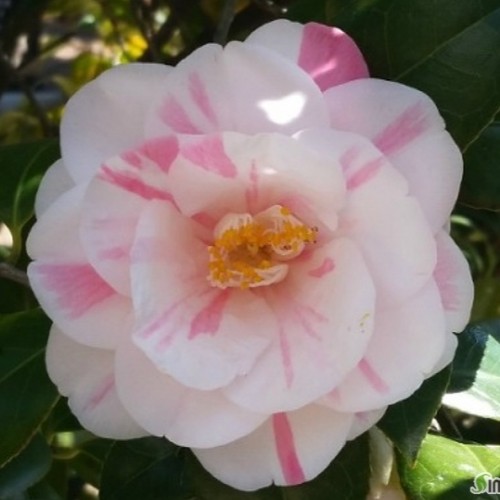 오색팔중산동백,울산오색동백.