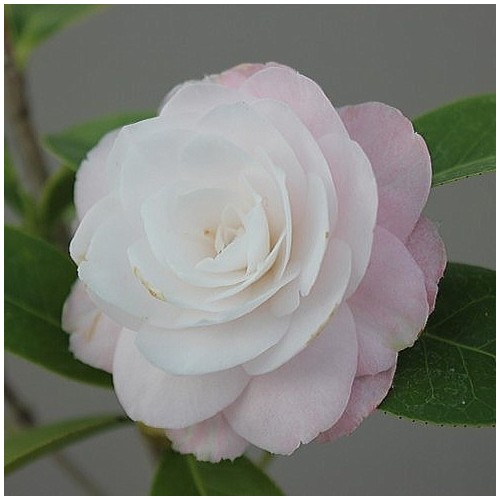 탐미아동백-#03.타미야동백