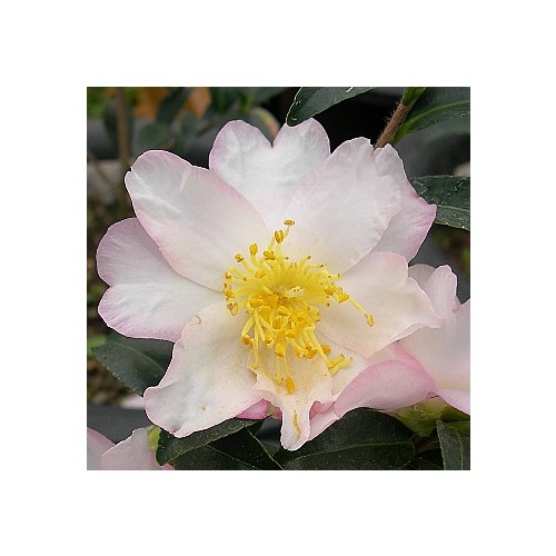 프로스티디 스타동백-#13