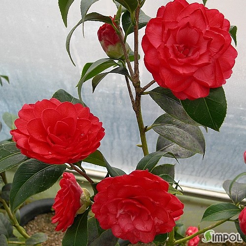 엘레나노빌리동백-909.화려한붉은꽃.