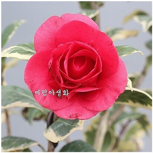 황복륜무늬동백,홍로진동백-826