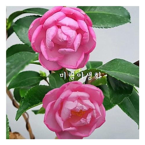 대품.테일러스퍼펙션동백/동일품