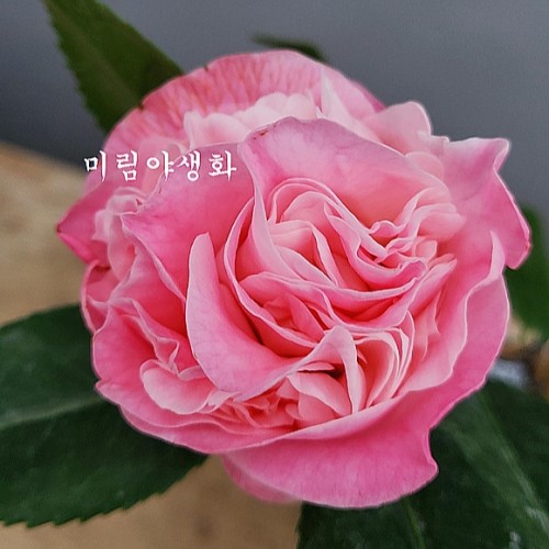 향기좋은.하이프레이그런스동백-001