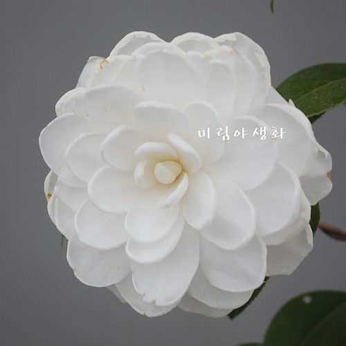 사쓰마동백,백싸스마동백-820.동일품