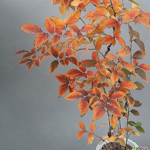 단풍이아름다운.감태나무-113