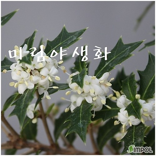 많은꽃대,대품,향기좋은,미니은목서-032
