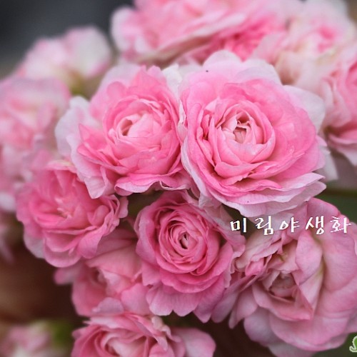 엠마누엘제라늄-1031