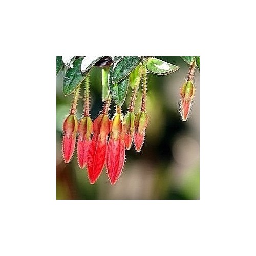 히말라야등불,동일품-031