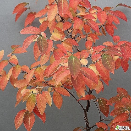 단풍이아름다운,감태나무-028