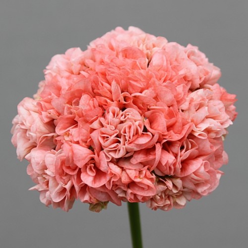 지니린제라늄-1029