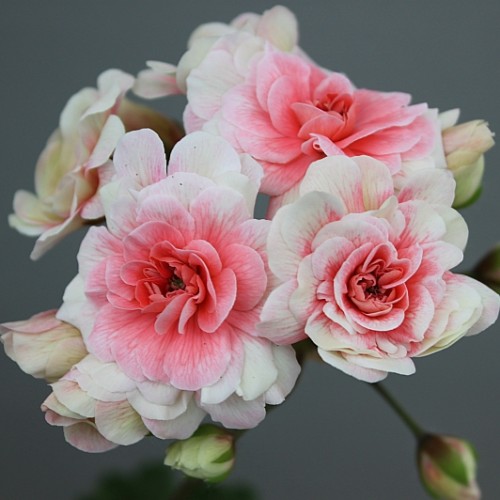 카라로사제라늄-113