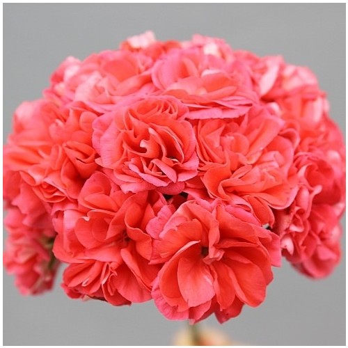 봄노을제라늄-1029