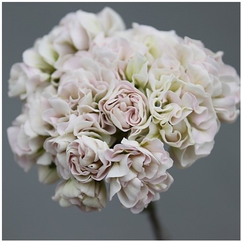 로얄브라이드제라늄-1030