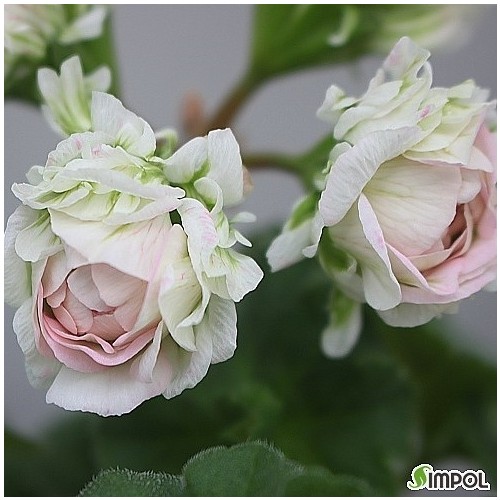 로얄브라이드제라늄-1029