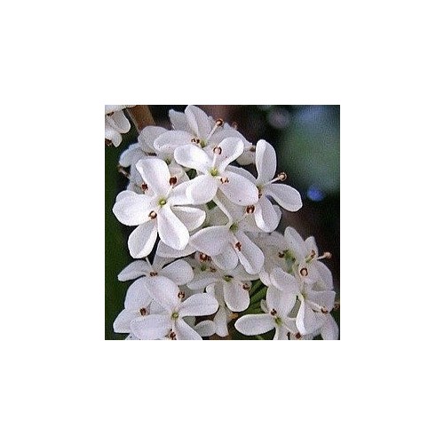 많은꽃대,향기좋은,미니은목서-111