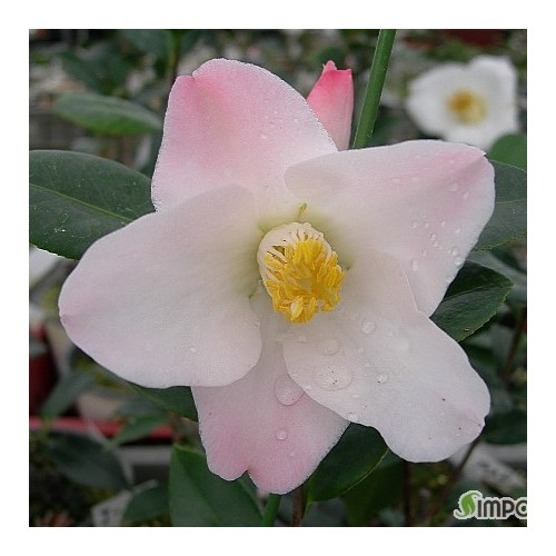 이진의몽동백,동일품-15