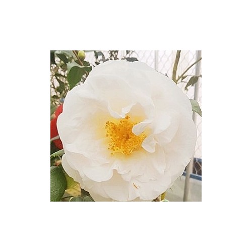 애클필드동백,동일품-115