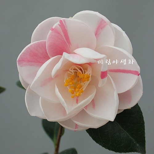 월의여인동백,**.