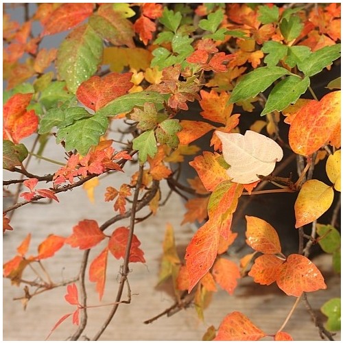 극미니담쟁이-1101