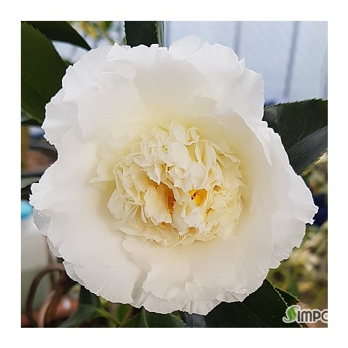 엘레강스샴페인동백.동일품-06