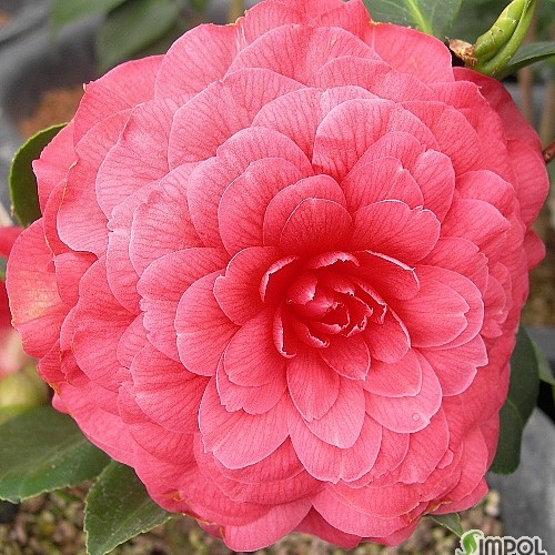 포페피우스9세동백.-01