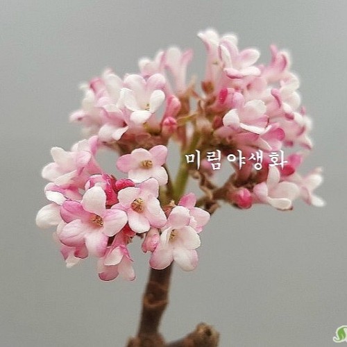 향기좋은.새벽분꽃-노지월동
