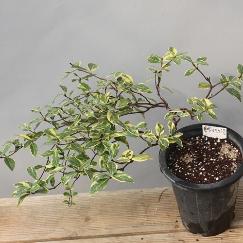 통영무늬백화등,통영백화등-1023