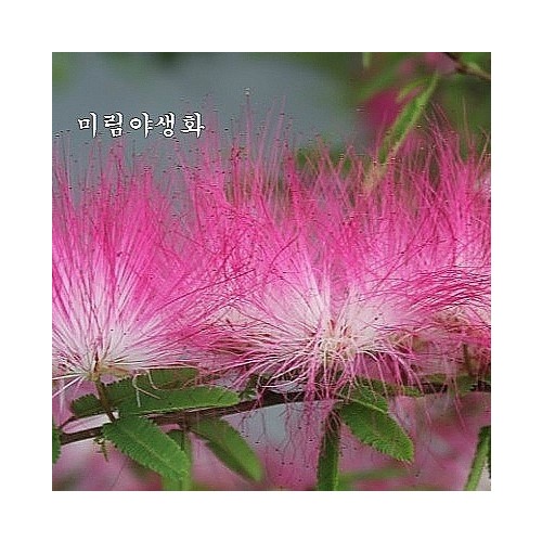 특대품,.향자귀,복색자귀.동일품