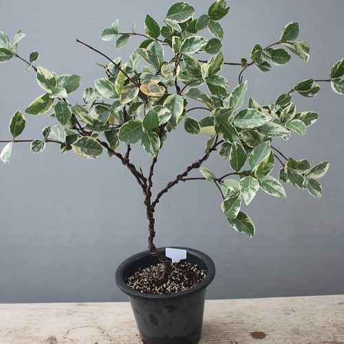 환엽백화등.둥근잎백화등-07