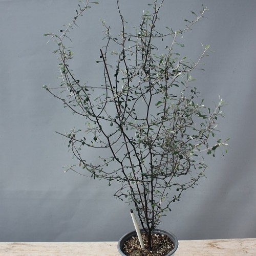 고로키아-011,동일품