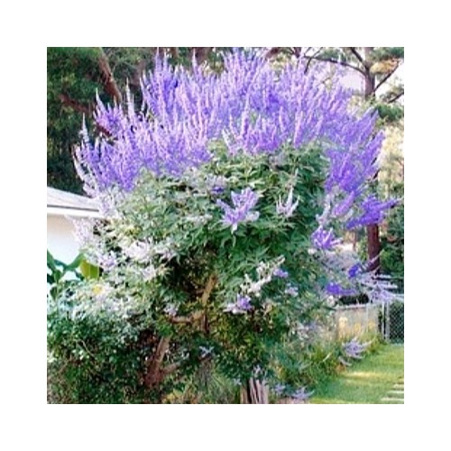 특대,바이텍스-901.수입종