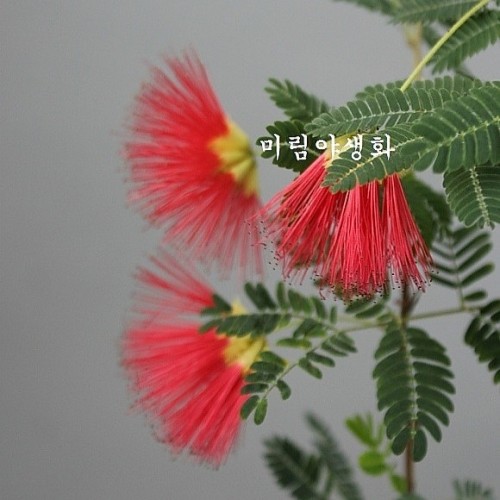 홍자귀,랜덤,..외대