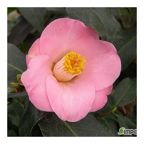 수란동백-822.동일품