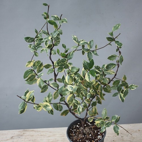 통영무늬백화등,.통영백화등-1019