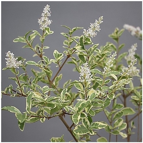 향기좋은,무늬쥐똥나무-1017.동일품